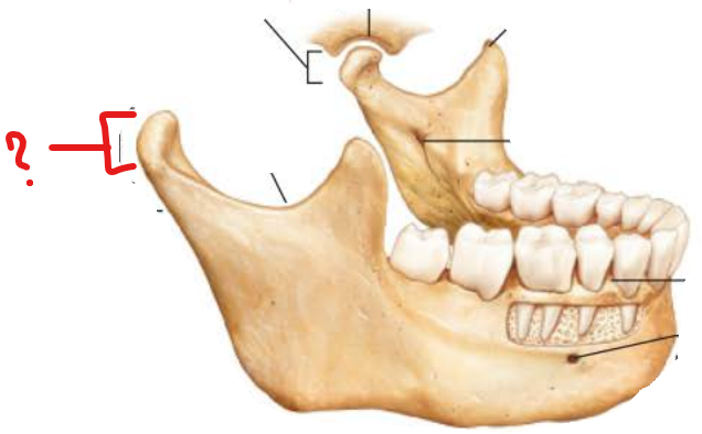 <p>Mandibular Condyle </p>