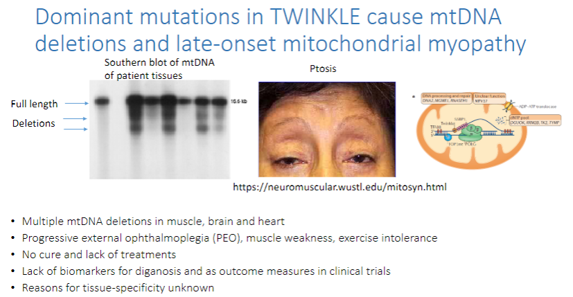 <p><strong>mtDNA deletions</strong> and <strong>late-onset mitochondrial myopathy</strong>.</p><p>These mutations lead to <strong>multiple mtDNA deletions</strong> in the <strong>muscle</strong>, <strong>brain</strong>, and <strong>heart</strong>.</p><p><strong>Progressive external ophthalmoplegia (PEO)</strong>, <strong>muscle weakness</strong>, and <strong>exercise intolerance</strong> are common symptoms.</p>