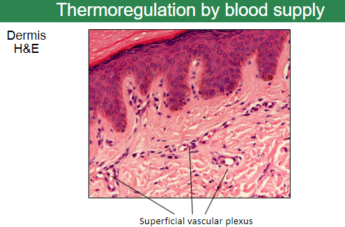 <p>A network of <strong>blood vessels</strong> in the <strong>papillary layer</strong> of the dermis.</p><p>Plays a key role in <strong>thermoregulation</strong> by controlling blood flow near the skin's surface.</p>