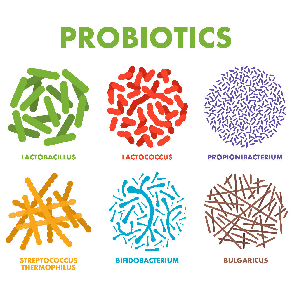 <p>Probiotics increase the population of beneficial bacteria and decrease the population of harmful microorganisms</p>