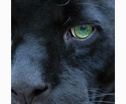 <p>panther</p>