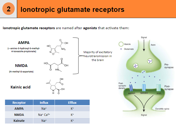 <p><strong>Influx</strong>: Na+, Ca²⁺</p><p><strong>Efflux</strong>: K+</p><p><strong>Agonist</strong>: N-methyl-D-aspartate (NMDA)</p><p><strong>Function</strong>: Involved in synaptic plasticity, learning, and memory.</p><p><strong>Requires</strong>: Both ligand binding and membrane depolarization to open.</p>