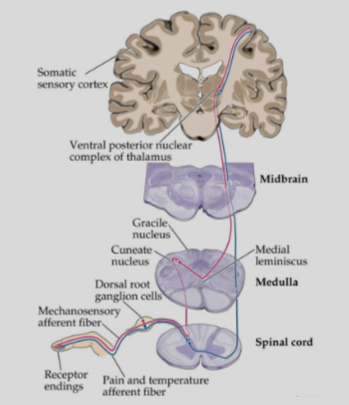 <p><strong>Dorsal column-medial lemniscal system (DCML)</strong>.</p><p><strong>Spinothalamic tract (STT)</strong> (anterolateral system).</p>