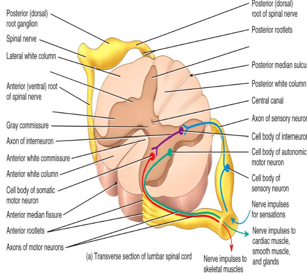 <p>Label the diagram.</p>