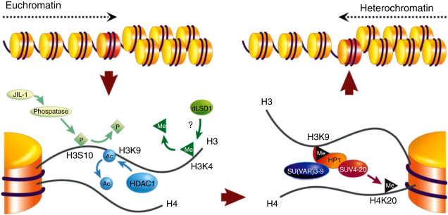 <p>- <strong>Chromatin shows plasticity:</strong> enabled by choice of <span class="tt-bg-red">histone variants</span><span class="tt-bg-yellow">, modifications of DNA bases,</span><span class="tt-bg-green"> and reversible post-translational modifications (PTM)</span><u><span class="tt-bg-green"> of histone tails.</span></u></p>