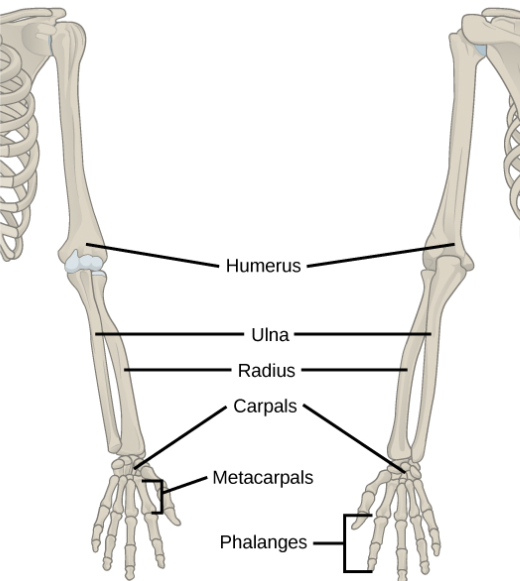 <p>The humerus is the long bone in the upper arm or forelimb. It runs from the shoulder to the elbow, connecting the scapula (shoulder blade) to the radius and ulna (forearm bones).</p>