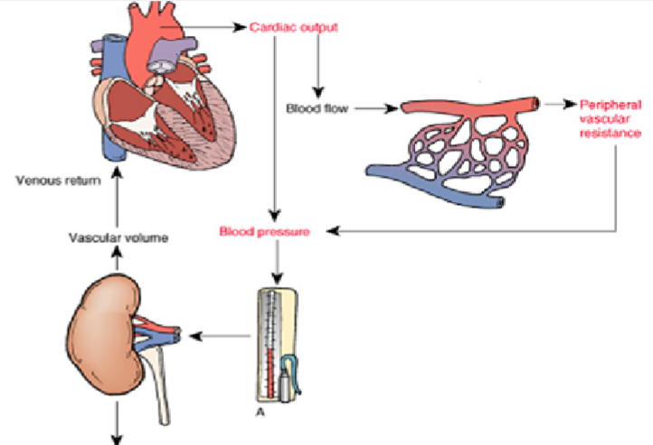 <p>✩ Blood pressure is the pressure exerted by blood on blood vessels.</p>