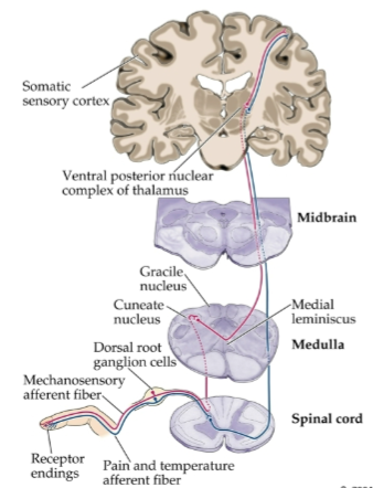 <p><strong>Primary afferents</strong> enter the spinal cord and ascend ipsilaterally to the brain stem.</p><p><strong>First synapse</strong> occurs in the dorsal column nuclei of the medulla.</p><p><strong>Second-order neurons</strong> cross over (decussate) and ascend contralaterally to the thalamus.</p><p><strong>Second synapse</strong> takes place in the ventral posterior (VP) nuclei of the thalamus.</p><p><strong>Third-order neurons</strong> project to the primary somatosensory cortex.</p>