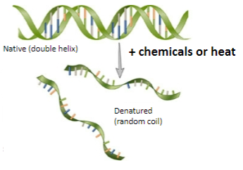 <p>Double-stranded DNA converts to single-stranded molecules.</p><p>Hydrogen bonds within the helix are disrupted.</p>