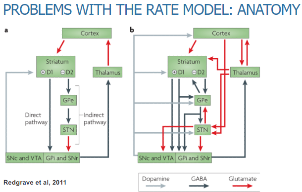 <p>The rate model oversimplifies the anatomy by focusing only on the direct and indirect pathways, neglecting other interconnected pathways within the basal ganglia.</p><p>The basal ganglia have a more complex anatomical organization, making it difficult to predict how different regions interact and influence motor control.</p><p>The model does not fully account for the intricate anatomy of basal ganglia nuclei and their diverse functions in motor and non-motor control.</p>