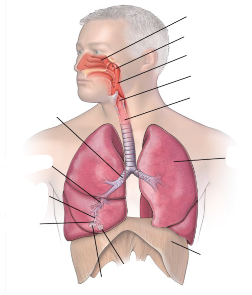 <p>Name these parts of the lower and upper respiratory tract:</p>
