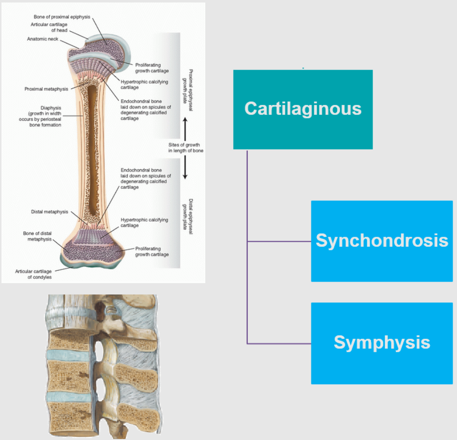 <p><strong>Cartilaginous Joints</strong>: Bones connected by cartilage, providing either immobility or slight movement.</p><p><strong>Synchondroses (Primary Cartilaginous)</strong>:</p><p>Made of hyaline cartilage</p><p>Immovable (synarthrosis)</p><p>Example: Epiphyseal plates (growth plates)</p><p><strong>Symphyses (Secondary Cartilaginous)</strong>:</p><p>Composed of fibrocartilage</p><p>Slightly movable (amphiarthrosis)</p><p>Example: Intervertebral discs</p>