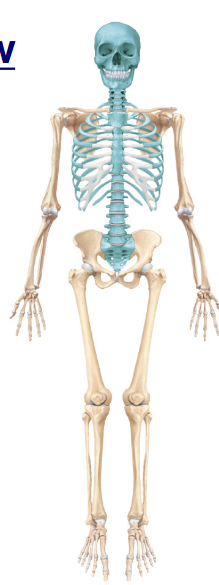 <p>What skeletal division is this?</p>