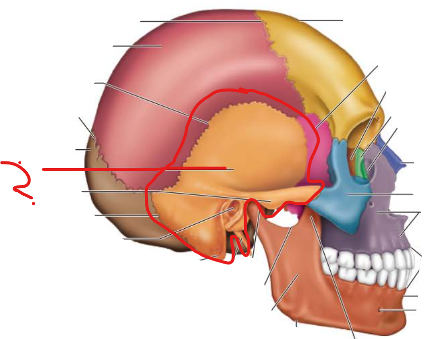 <p>Temporal Bone</p>