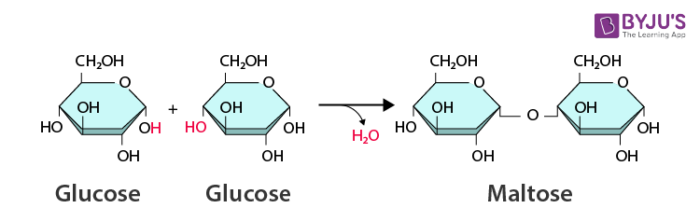 <p>It makes new bonds by removing a molecule of water.</p>