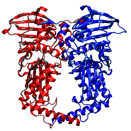 <p>An enzyme clamp that unlinks daughter chromosomes</p>