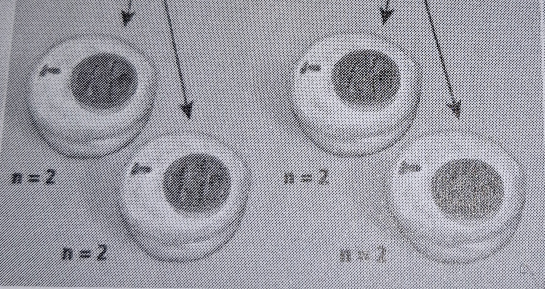 <p>Division cellulaire reproductrice (méiose 2): CELLULES FILLES</p>