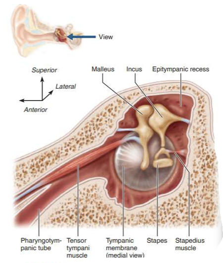 <p>equalizes pressure in middle ear cavity with external air pressure allowing the eardrum to vibrate freely </p>