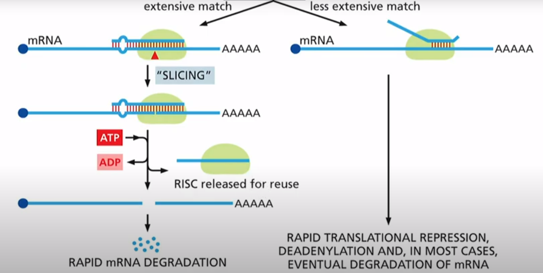 <p>1. finds an mRNA it can bind to anti-parallel and complementary. It mediates slicing so it cuts that mRNA making it degrade. RISC is then reused</p><p></p><p>2. Blocks ribosome and mRNA cant translate. Eventually it degrades. RISC gets reused</p><p></p><p>This is called RNA interference (RNAi)</p>