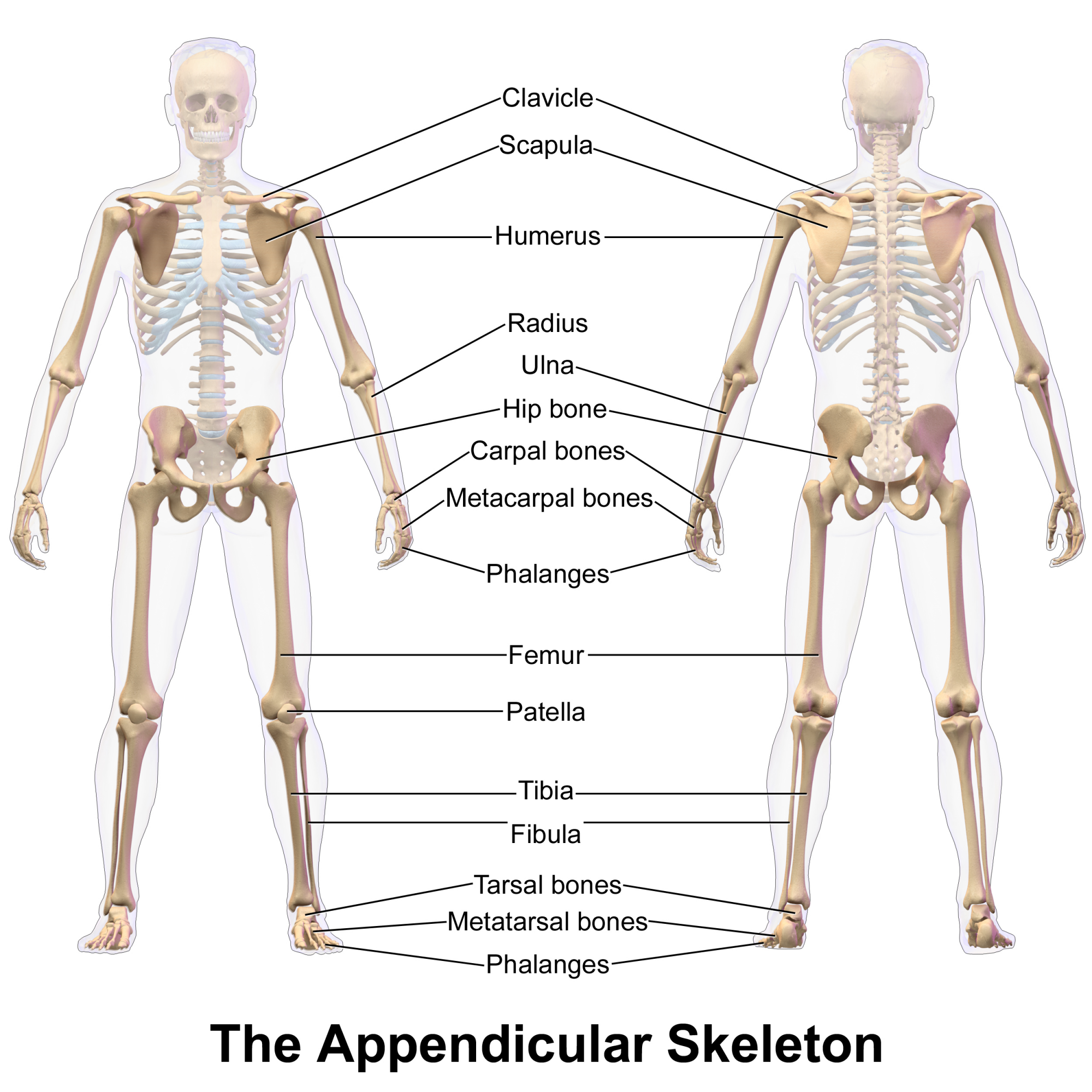 <p>Bones of the appendicular skeleton (upper extremity)</p>