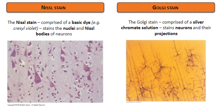 <p>Comprised of a basic dye (e.g., cresyl violet).</p><p>Stains the nuclei and Nissl bodies of neurons.</p>