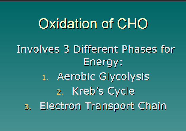 <p>aerobic glycolysis </p><p>kreb's cycle</p><p>electron transport chain</p>