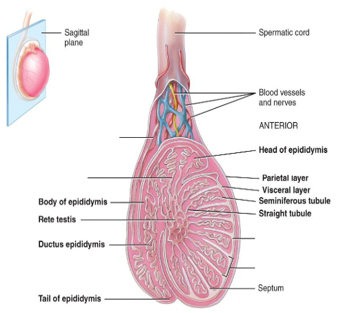 <p>Label this diagram.</p>