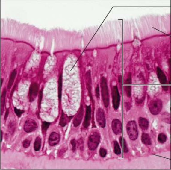 <p>Identify this tissue</p><p></p><p>Name a function</p><p></p><p>Name a specific place where it is found</p>