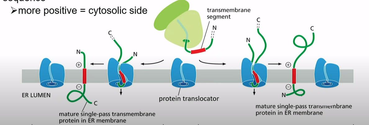 <p>Ribosome makes it, there's an internal start transfer sequence. the more positive side of each end of the sequence ends up in the cytosol</p>