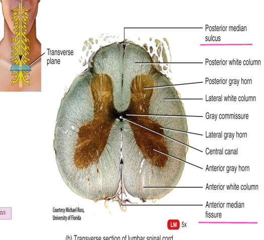 <p>The posterior median sulcus and anterior median fissure.</p>