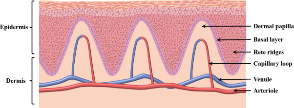 <p>Dermal papillae are finger-like protrusions of dermal connective tissue into the epidermal layer.</p><p>Rete ridges are extensions of the epidermis into the dermal layer.</p><p>These structures interlock the dermis and epidermis for better mechanical stability.</p><p>More prominent in thick skin, such as on the hands and feet, forming fingerprints.</p>