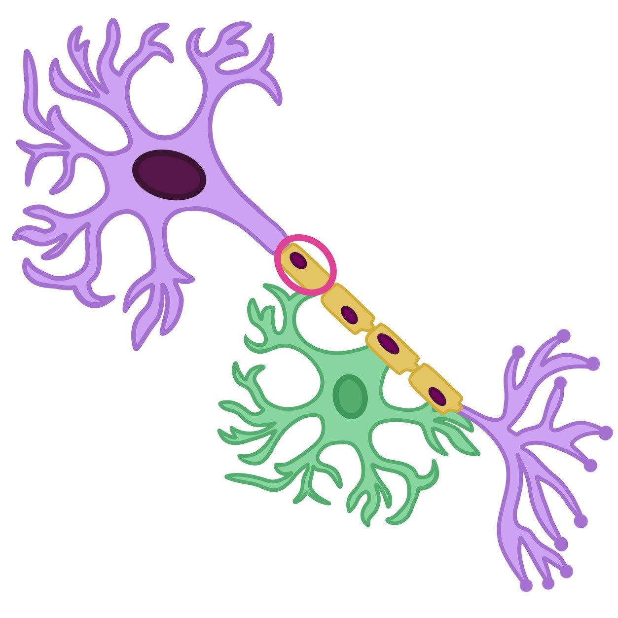 <p><span class="tt-bg-green">Myelinate</span> axons in the <span class="tt-bg-green">PNS</span></p>