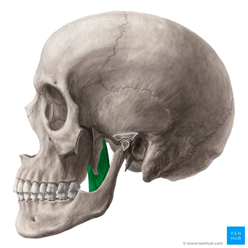 <p>PRE</p><p></p><p>Pterygoid process, palatine bone, and maxilla</p><p></p><p>Ramus and angle of mandible</p><p></p><p>Elevates and protracts mandible; moves jaw laterally</p><p></p><p>TMJ</p>