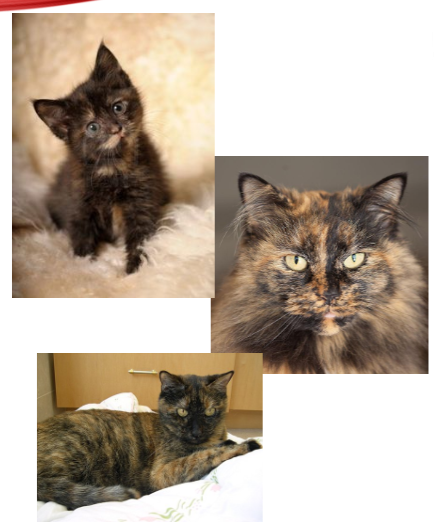 <p>Tortoiseshell cats are female because the coat color is determined by alleles on the X chromosome, and females have two X chromosomes.</p>