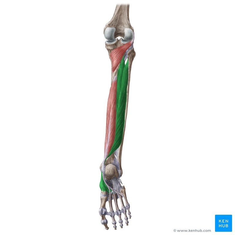 <p>M2E</p><p>Membrane between tibia and fibula</p><p>2nd, 3rd, 4th, metatarsals, navicular bone, cuboid bone, 3rd cuneiform</p><p>Extends foot at ankle and inverts foot</p><p>Ankle</p>