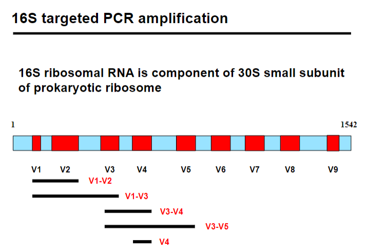 <p>Picture demonstrating 16S targeted PCR amplification:</p>