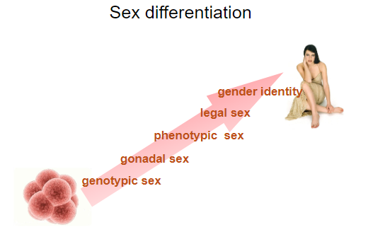 <p>The process by which internal and external genitalia develop as male or female.</p>