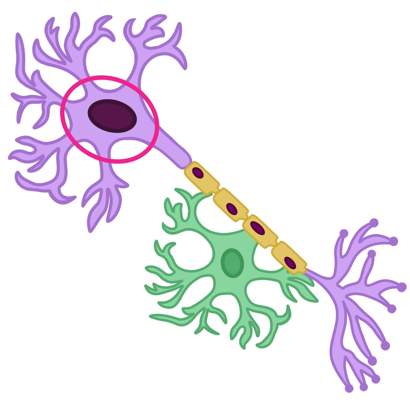 <p>Where most of a <span class="tt-bg-green">neuron's organelles</span> are located</p>