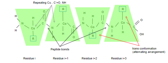 <p>•<span class="tt-bg-green">Each repeating unit of the polypeptide chain is termed a residue</span></p><p>•Each residue consists of an invariable unit comprising</p><p>•<span class="tt-bg-yellow"> Alpha carbon, C’=O and NH, group</span></p><p>•The variable side chain R is usually arranged in a<span class="tt-bg-green"> trans conformation</span></p><p>•<span class="tt-bg-yellow"> 0.1% peptide</span> bonds have a less energetically favourable <span class="tt-bg-yellow">cis arrangement</span></p>