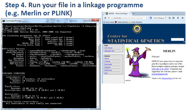 <p><strong>Step 4</strong>: <strong>Run the file</strong> in a linkage program (e.g., Merlin or PLINK).</p>