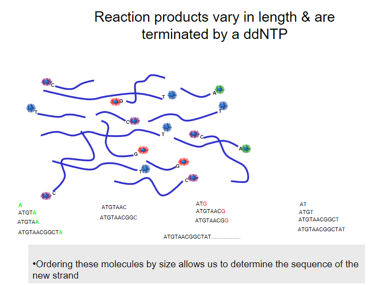 <p>Reaction products vary in length due to termination by ddNTPs.</p><p>Ordering these molecules by size allows us to determine the sequence of the newly synthesized strand.</p>