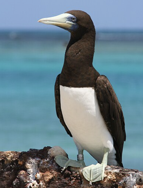 <p>What family and order do boobies and gannets belong to?</p>