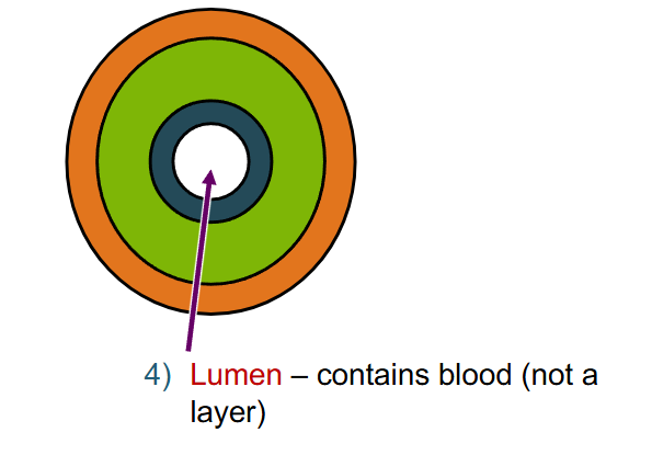 <p>Name layers of this vein (not capillary)</p>