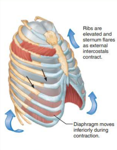 <p>inspiratory muscles</p><p>diaphragm</p><p>inferiorly</p><p>external intercostals</p><p>elevates</p><p>ribs</p><p>sternum</p>