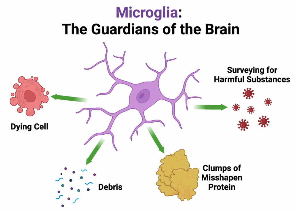 <p>Microglia are glial cells that function as phagocytes within the nervous system to remove neuronal and glial debris.</p>