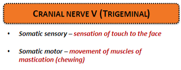 <p><strong>Somatic sensory:</strong> Provides sensation of <strong>touch</strong> to the face.</p><p><strong>Somatic motor:</strong> Controls movement of muscles involved in <strong>mastication (chewing)</strong></p>