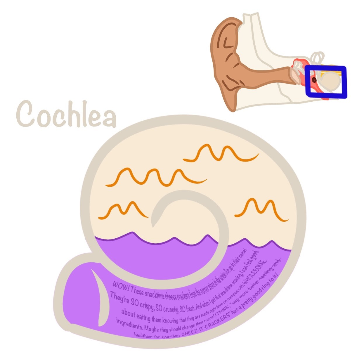 <p>These vibrations create <span class="tt-bg-blue">pressure waves</span> in the fluid in the <span class="tt-bg-blue">cochlea</span> that ultimately <span class="tt-bg-blue">exit</span> via the <span class="tt-bg-blue">round</span></p>