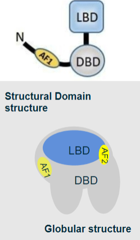 <p>✿Ligand binding domain (LBD): Binds specific steroid molecules with high affinity.</p><p>✿DNA binding domain (DBD): Binds specific DNA sequences.</p><p>✿Activation function domain (AF1 &amp; 2): Recruits gene activation machinery; some receptors have a secondary AF2 domain towards the C-terminal.</p><p>✿Shared basic domains and structure among major nuclear receptors.</p>