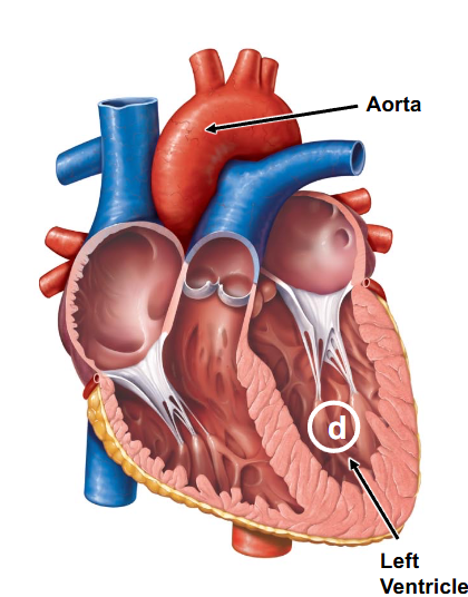 <p>- 1 artery (the aorta) exists and carries oxygenated blood to all organ systems (this has thick walls to squeeze all blood out)</p>