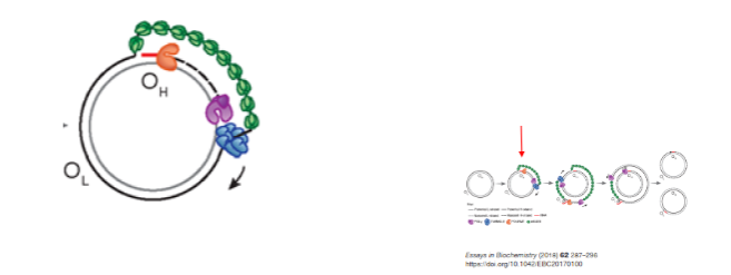 <p>The parental heavy strand is displaced and coated with mitochondrial single-stranded binding protein (mtSSBP).</p><p>TWINKLE helicase unwinds the mtDNA.</p><p>Mitochondrial RNA polymerase (POLRMT) synthesizes an RNA primer using the light strand as a template.</p><p>POLγ uses the RNA primer to replicate DNA at the OH.</p>